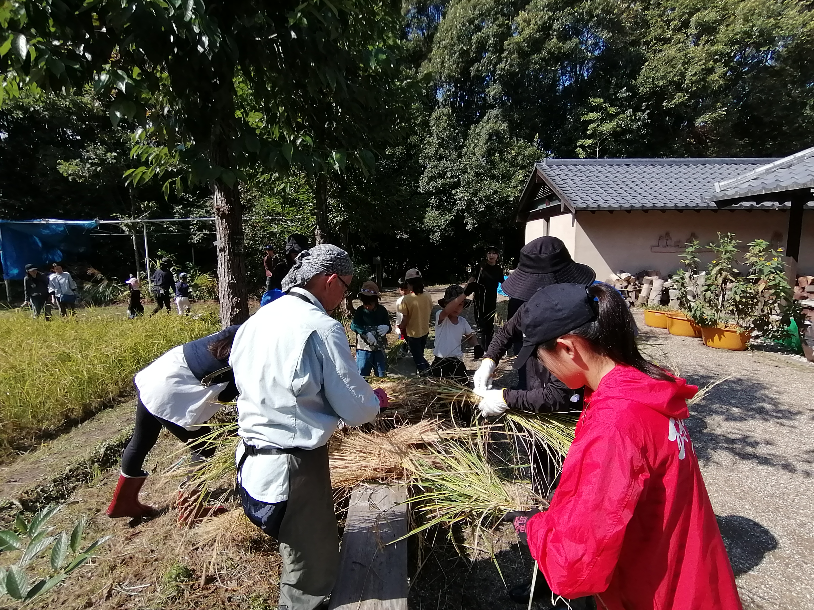 【田んぼ体験】生活実験工房 田んぼ体験 稲刈り・ハサ掛け (2)