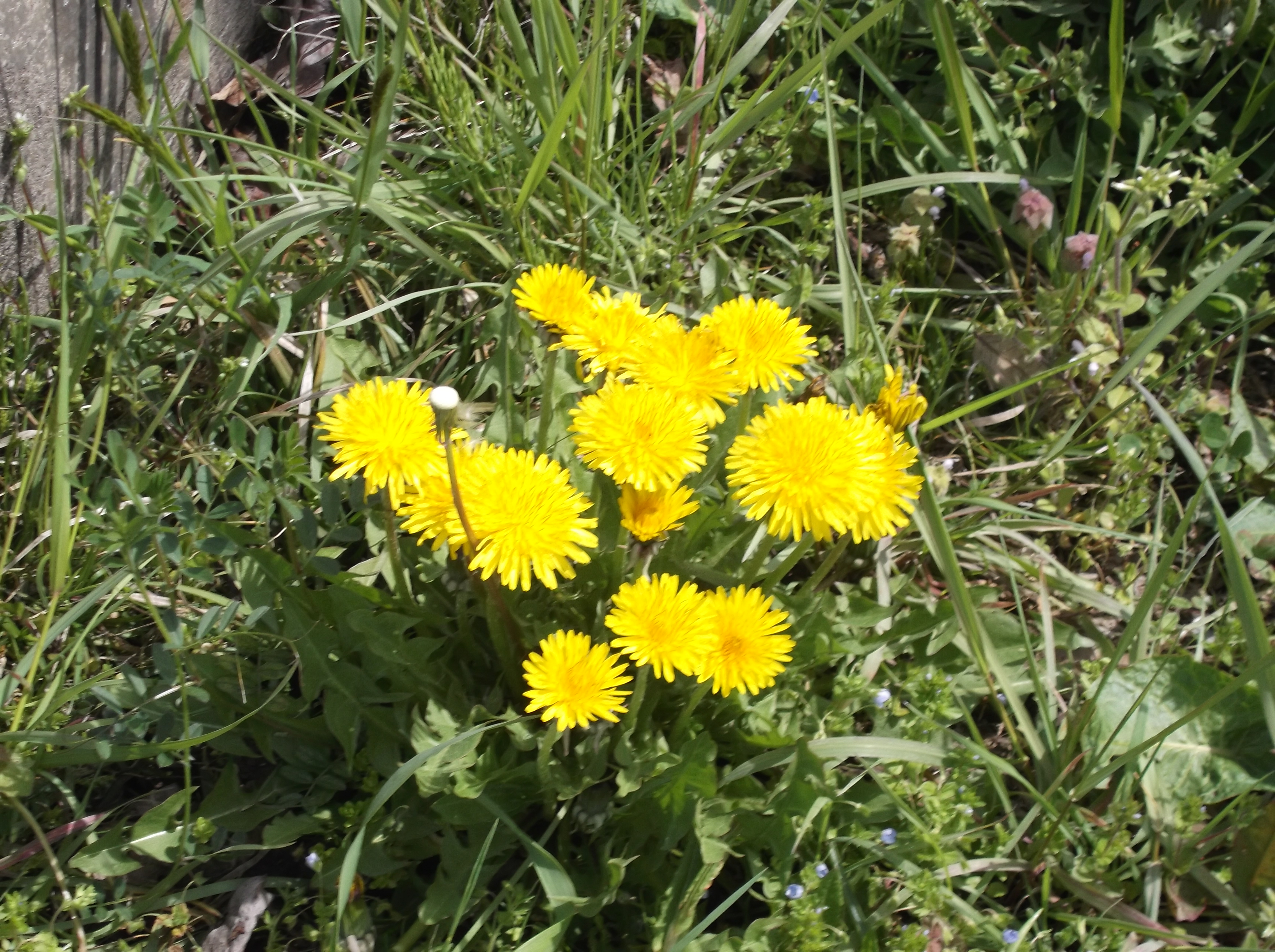 博物館のまわりでタンポポを観察しよう！