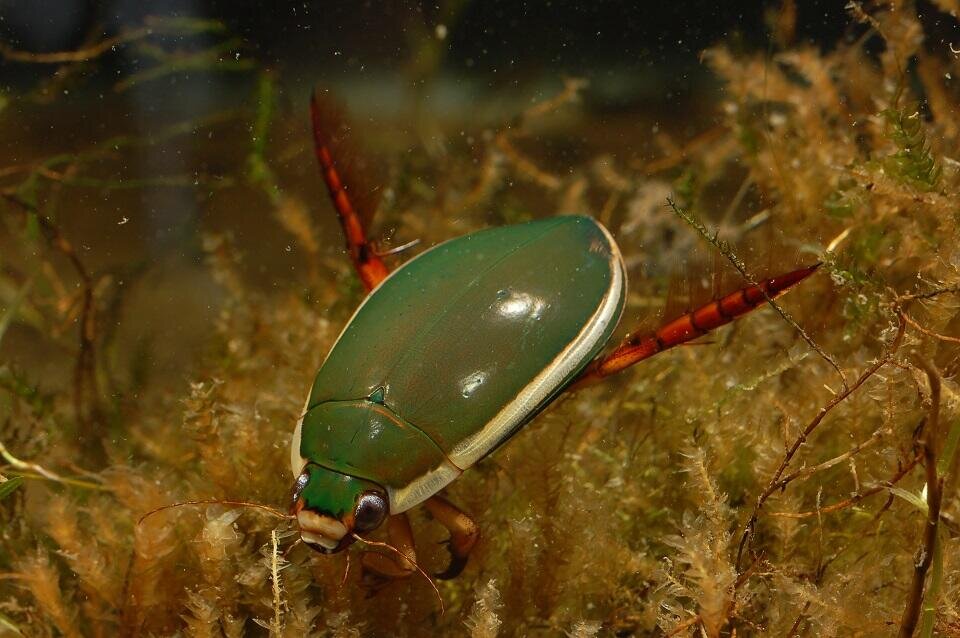 第12回琵琶湖地域の水田生物研究会