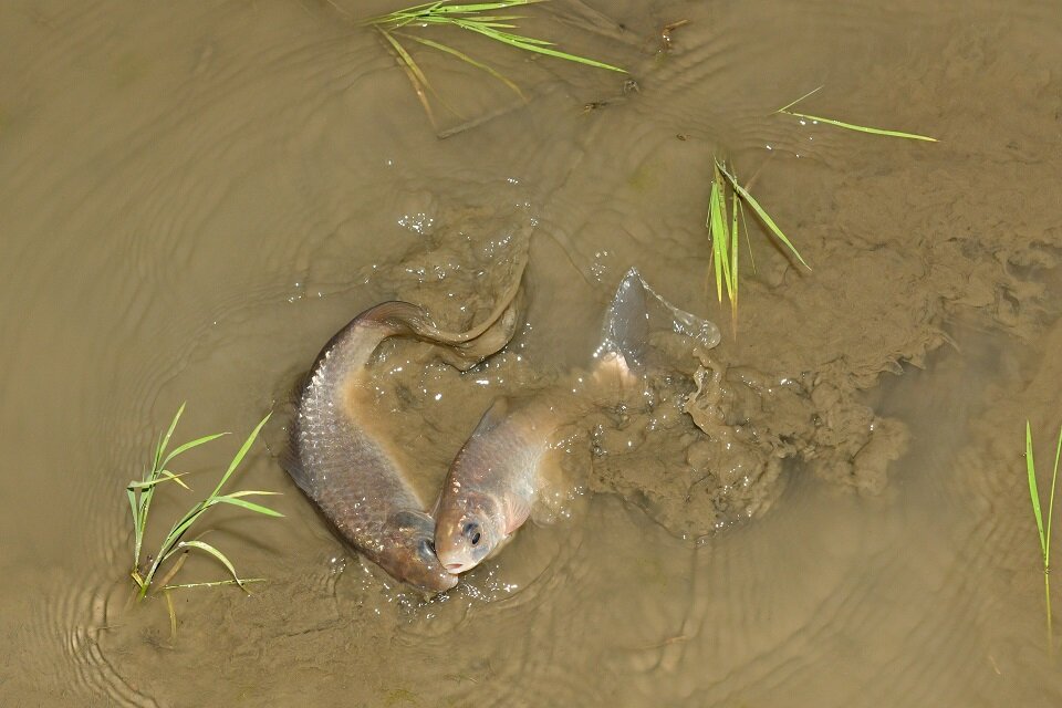 第13回琵琶湖地域の水田生物研究会