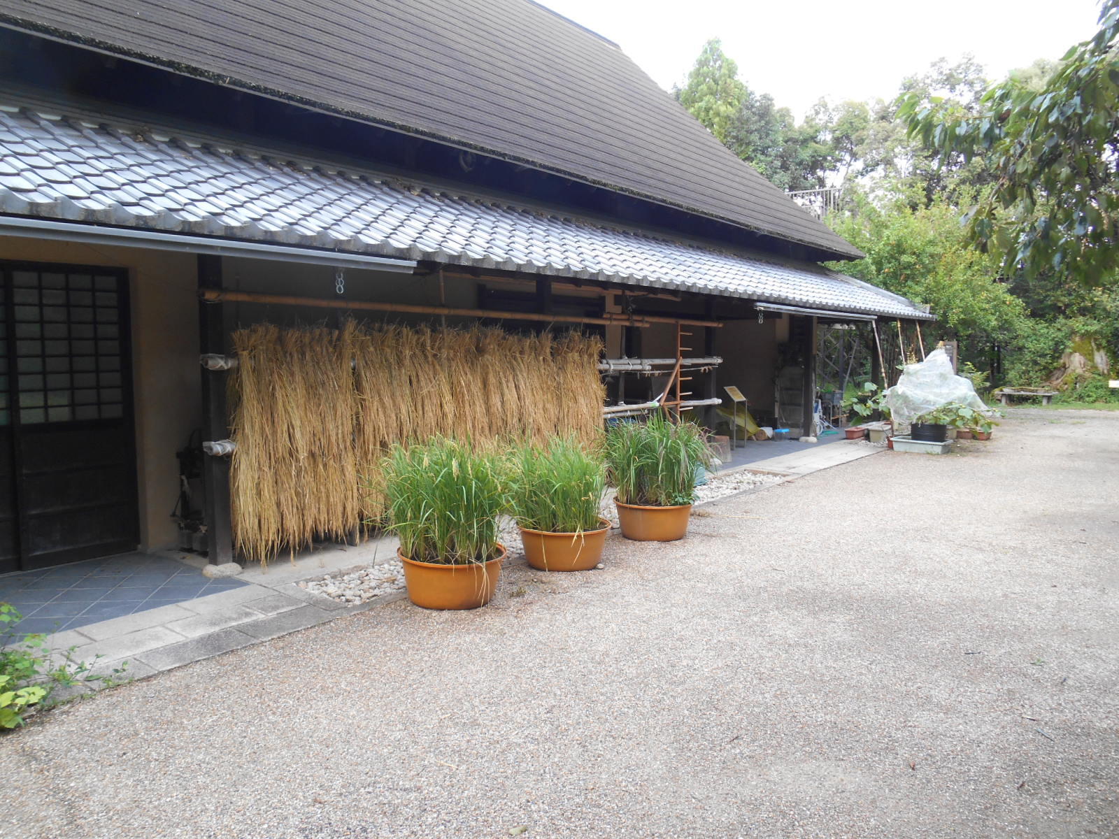 【田んぼ体験】生活実験工房　田んぼ体験　稲刈り・ハサ掛け(2)