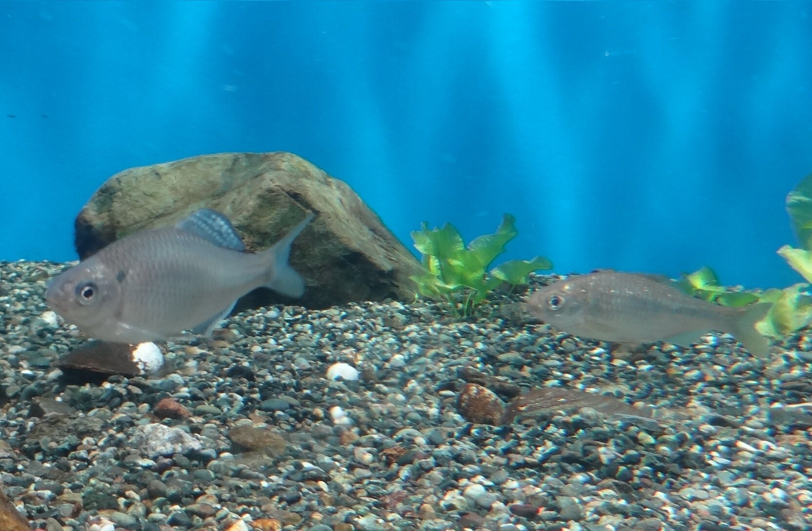 【わくわく探検隊】ミニ水族展示をつくろう!
