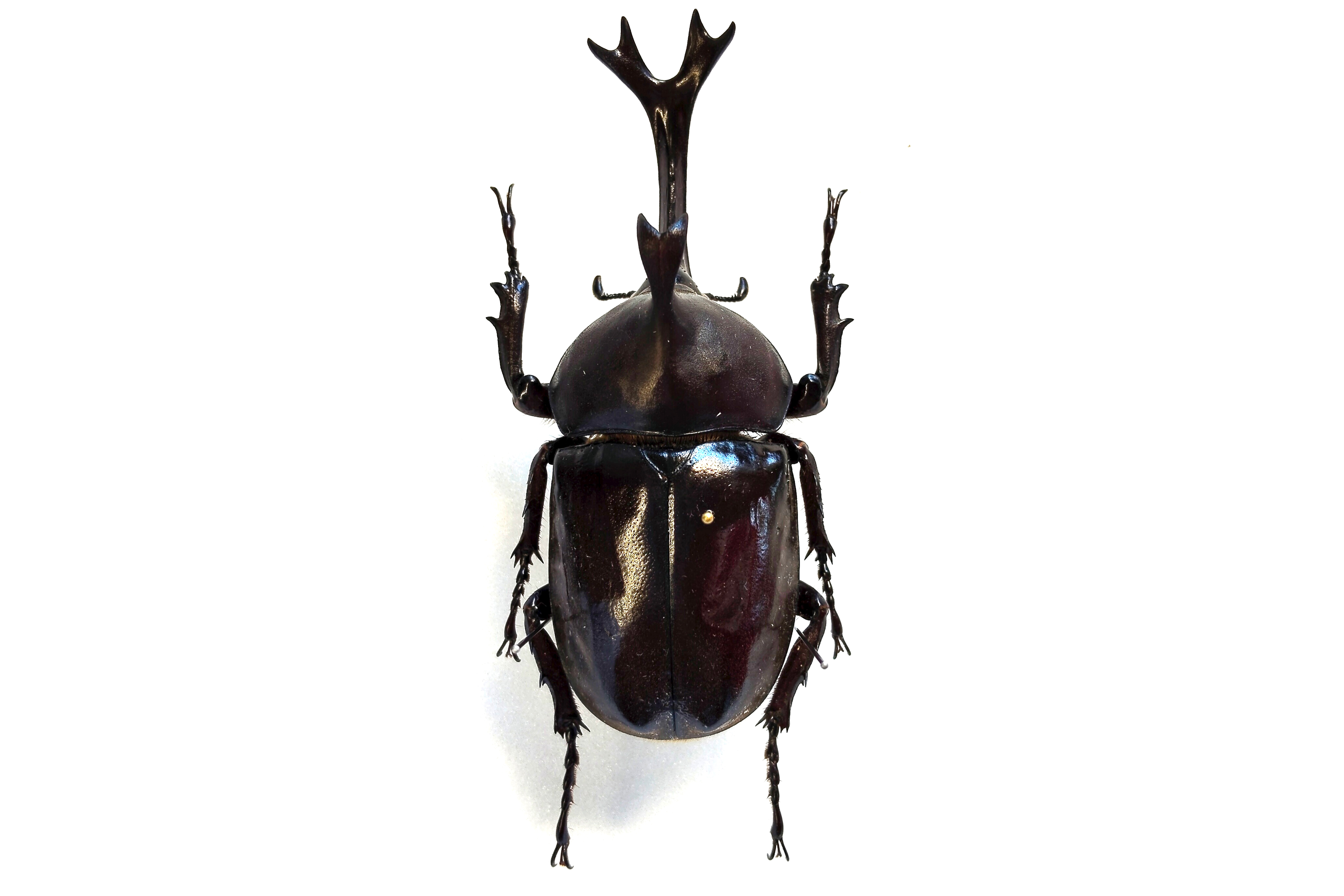 トピック展示「日本のカブトムシと変異個体」 | 滋賀県立琵琶湖博物館
