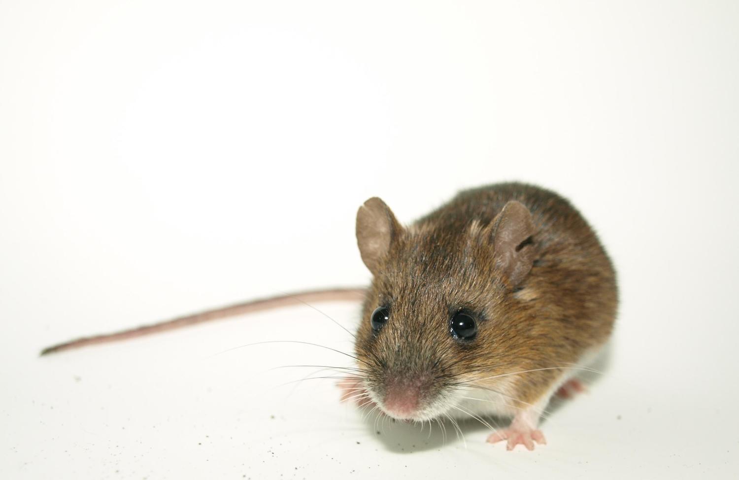 2020干支展 ねずみ！子！ネズミ！！ | 滋賀県立琵琶湖博物館