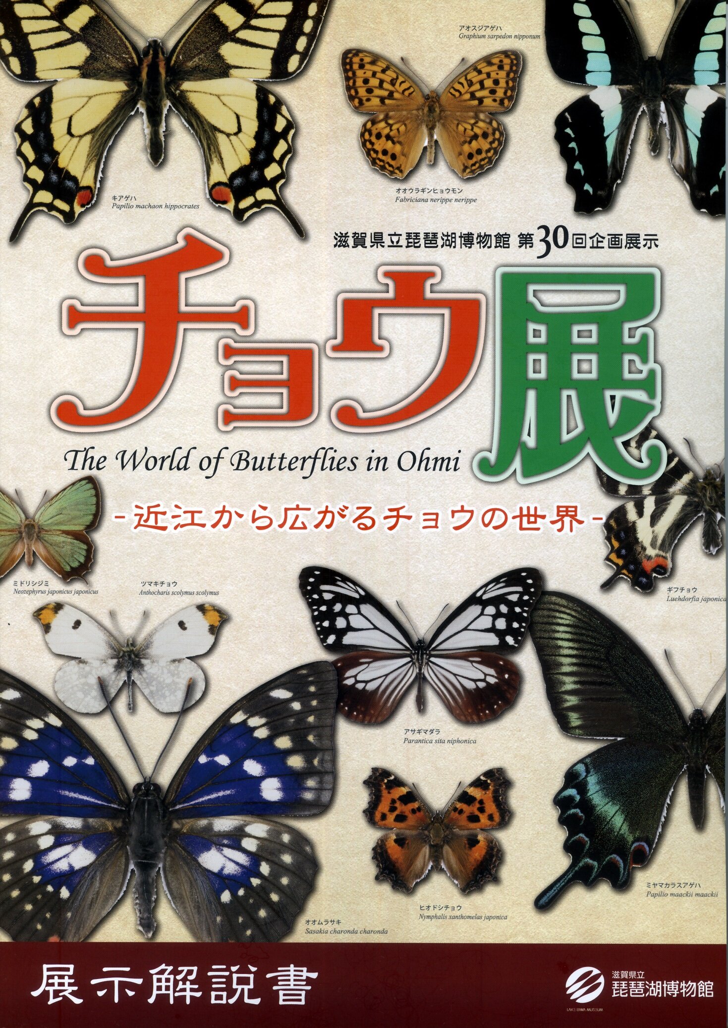 チョウ展―近江から広がるチョウの世界― 