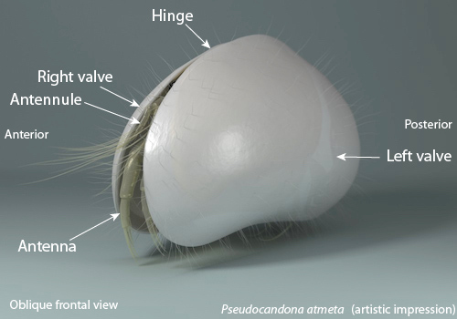 ostracod carapace The ostracod carapace