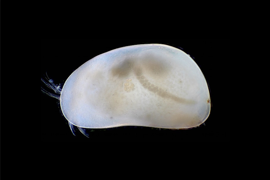 <i>Candona candida</i>, female, left side view, length 1 mm. This is a common species in the cooler parts of the northern hemisphere. It was one of the earliest ostracod species to be named, in 1776.
