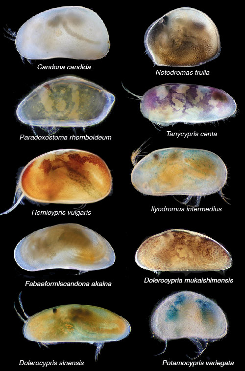 The ostracod carapace