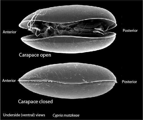 The ostracod carapace