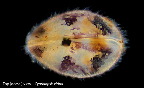 The ostracod carapace