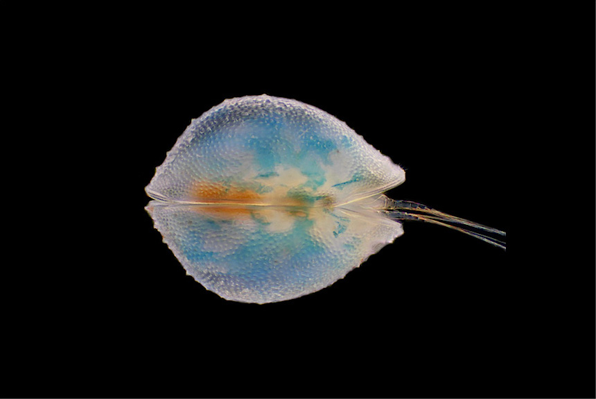 <i>Cypris granulata</i>, female, dorsal view, length 1.3 mm.  It has a global circum-tropical distribution and in Japan it has been reported from rice fields, ponds and the shoreline of Lake Biwa.