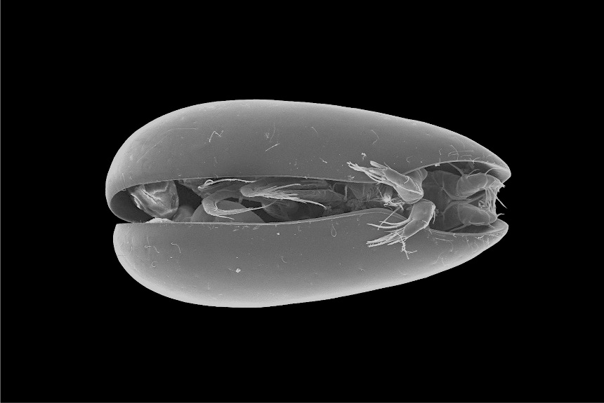 <i>Darwinula stevensoni</i>, female, ventral view anterior to right, length 0.8 mm. Scanning electron microscope photograph. Many species of freshwater ostracod, like this one, reproduce without sex, with females cloning themselves via parthenogenesis. Populations are therefore entirely females.