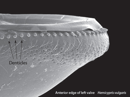 The ostracod carapace