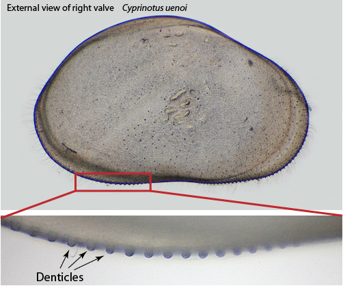 The ostracod carapace