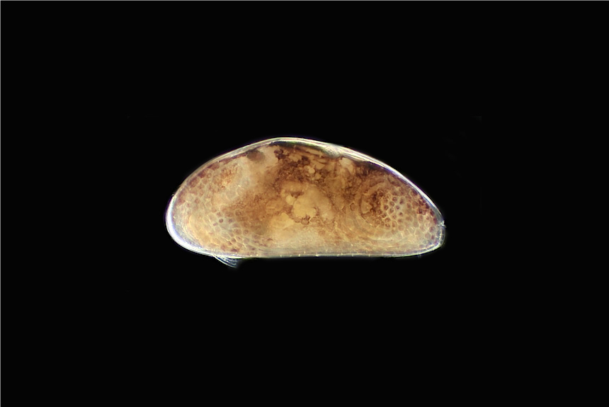 <i>Dolerocypris mukaishimensis</i>, male, left side view, length 0.65 mm. This is a brackish water species found in estuaries, rockpools and salt marshes along the coasts of Japan and Korea, but it can tolerate near freshwaters as well. 