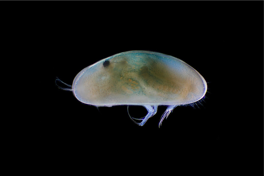 <i>Dolerocypris ikeyai</i>, female, left side view, length 1.1 mm. This species lives in the runoff of springs and seeps throughout most of Japan, and South Korea. It has lost the ability to swim, like many spring-dwelling ostracods.
