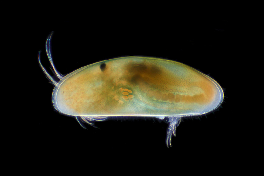 <i>Dolerocypris sinensis</i>, female, left side view, length 1.9 mm. This species is common in rice fields in Japan. It was first described from China, but is widespread in Eurasia. It is a fast swimmer, aided by its thin, elongate shape.