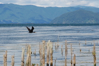 A cormorant flies over the lake. In the spring of 2010 the population was estimated to be about 23,000. Due to the damage to trees caused by breeding colonies, and the large amounts of commercially important fish that cormorants eat (1,700 tons in 2010), they are regularly culled.  (10 September 2010)