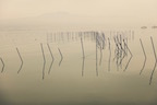 An old eri fish trap in the early morning mist, along the lakeshore of Yabase Island. This fishing method dates back about 1,500 years to the Kofun Period (250-538 CE). There are about 120 eri fish traps still in use in Lake Biwa. (10 February 2018)