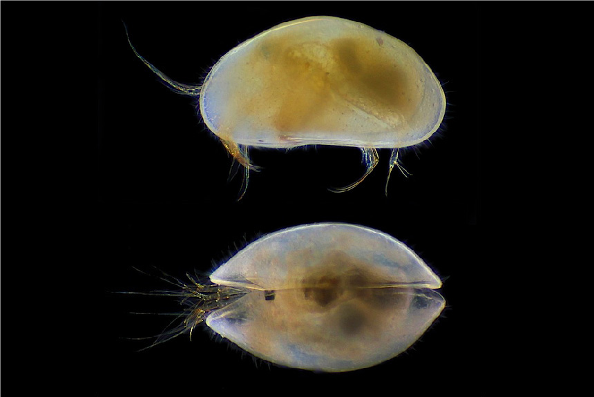 <i>Eucypris pigra</i>, female, left side (top) and dorsal view, length 1 mm. This species is usually associated with discharge of groundwaters at the surface. It is found in Europe, central Asia, Japan and Korea.