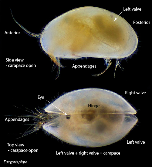 The ostracod carapace