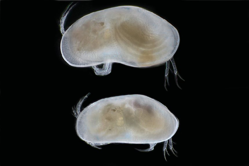 <i>Fabaeformiscandona myllaina</i>, left side views, male (top) and female, length 1.3 mm. Although found in Lake Biwa, this species is not endemic to the lake, also being found in other parts of Japan and China. In this groups the males are generally larger than the females.