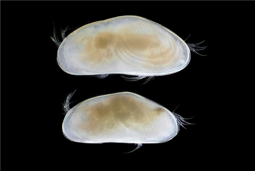 <i>Fabaeformiscandona nishinoae</i>, left side views, length male (top) 1.2 mm, female 1 mm. This species is endemic to the deep parts of Lake Biwa below 60m. The four curved stripes on the male carapace are the testes.