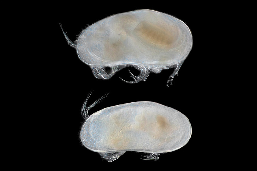 <i>Fabaeformiscandona okuboi</i>, left side views, male (top) and female, length 0.8 mm. This species is another example of a Lake Biwa endemic. There are 12 described <i>Fabaeformiscandona</i> in Lake Biwa, and so far nine are only known from the lake. There are also others living in the lake not yet described.