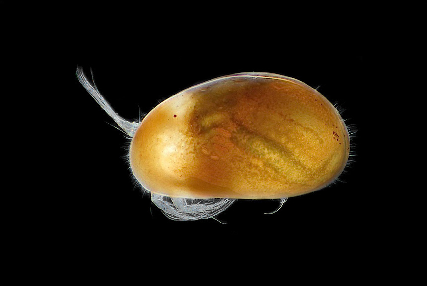 <i>Heterocypris incongruens</i>, female, left side view, length 1.8 mm. This is one of the few truly cosmopolitan species of freshwater ostracods, found in most places of the world.
