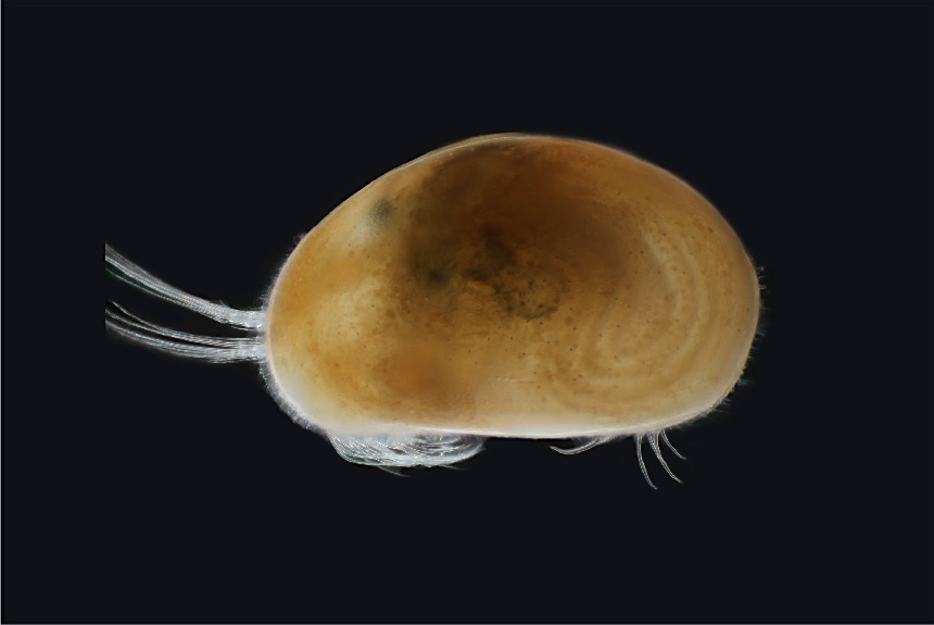 <i>Heterocypris savatenalintonae</i>, male, left side view, length 1.1 mm. The looping lines on the carapace are the testes. This group produces giant sperms. 