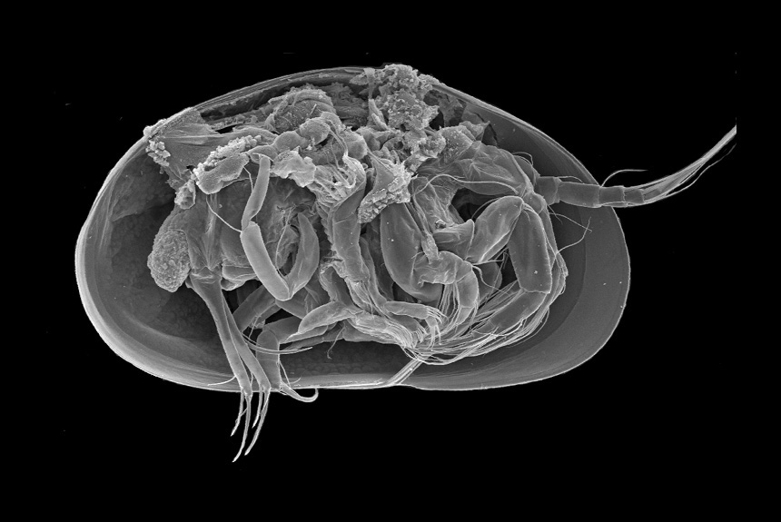 <i>Heterocypris incongruens</i>, female, right side view, length 1.6 mm. This is a scanning electron microscope photograph of a specimen with the right valve removed, revealing the complex body inside.