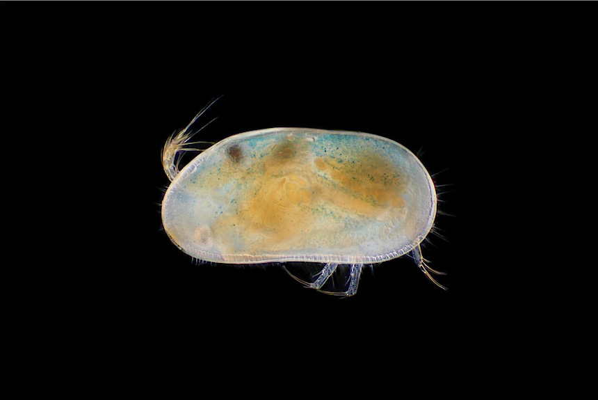 <i>Ilyodromus intermedius</i>, female, left side view, length 1.1mm. This species is currently only known from Japan, reported from rice fields and the southern basin of Lake Biwa.  