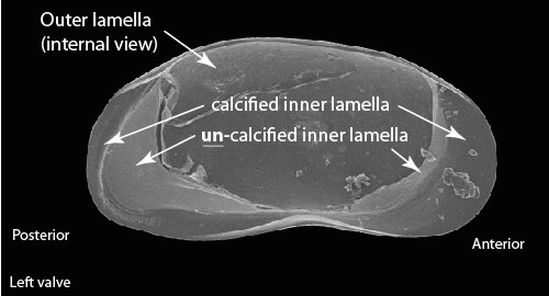 The ostracod carapace