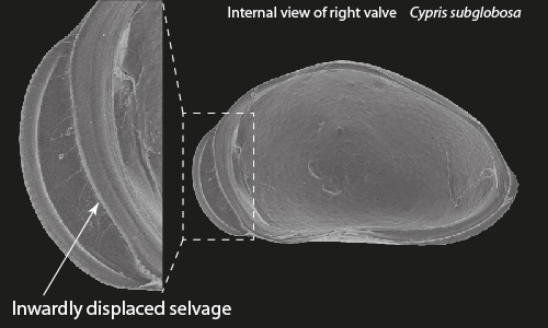 The ostracod carapace