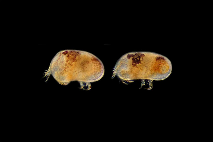 <i> Limnocythere cyphoma</i>, left side views, male (right) and female, length 0.4 mm. This is one of the smallest freshwater ostracods in Japan, found in Lake Biwa living in the spaces between sand grains. 