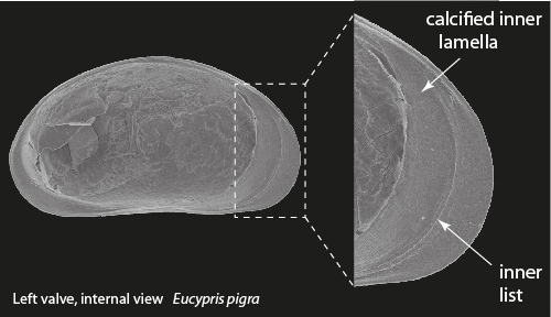 The ostracod carapace