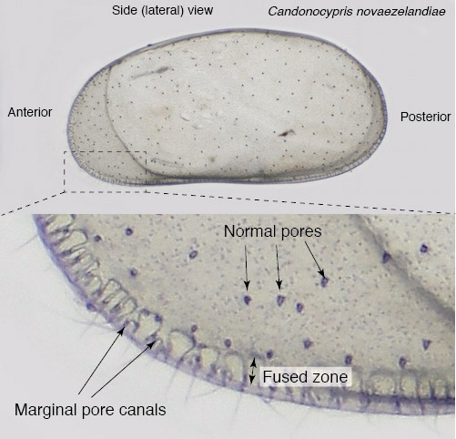 The ostracod carapace