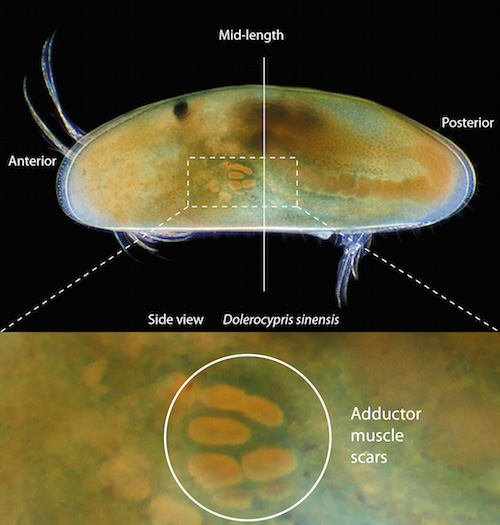 The ostracod carapace