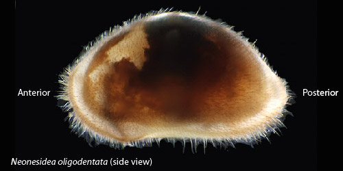 The ostracod carapace