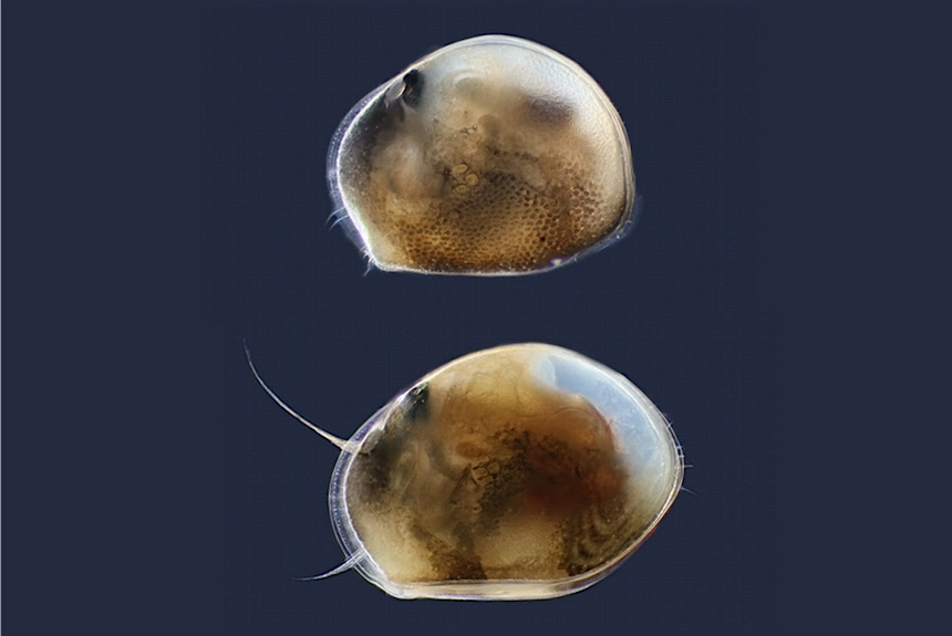<i>Notodromas trulla</i>, left side views, length female (top) 0.8 mm, male 0.9 mm. This group is neustonic, hanging upside down from the water surface to feed. This particular species is probably endemic to Japan.