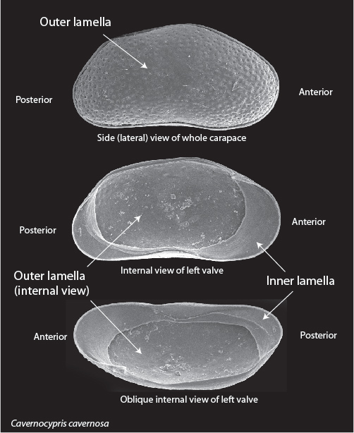 The ostracod carapace