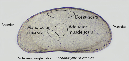 The ostracod carapace