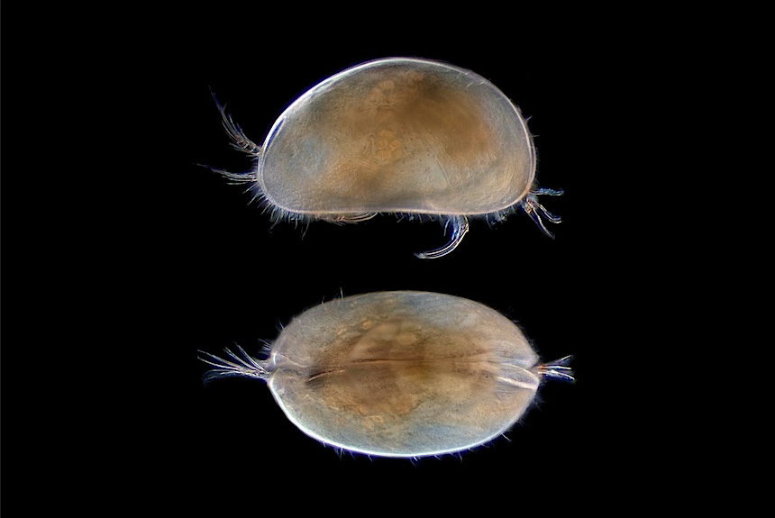 <i>Scottia birigida</i>, male, left side (top) and dorsal view, length 0.65 mm. This species is found in wet leaf litter and on the soil surface around small, shallow channels. Because it doesn't live in free-standing water it is sometimes called a 'semi-terrestrial' species. 