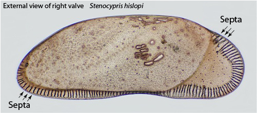 The ostracod carapace