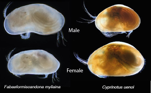 The ostracod carapace