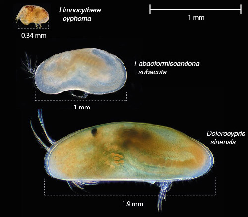 The ostracod carapace