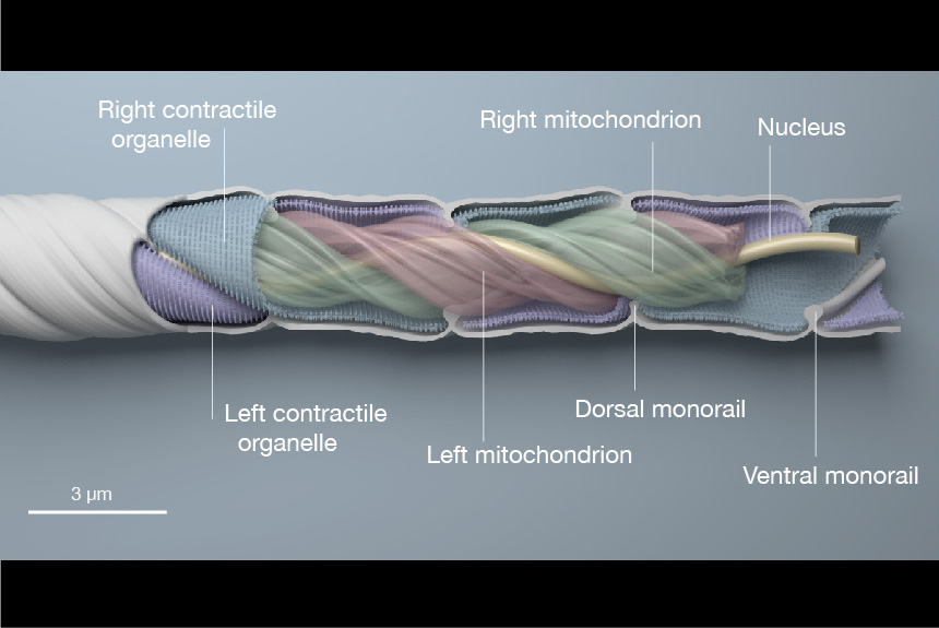 A diagram showing the structure of the posterior region of an ostracod's giant sperm. Ostracod sperm have no flagellum. The sperms consist of an extremely elongated nucleus that stretches almost the entire length, wrapped by two giant mitochondria in the posterior region.