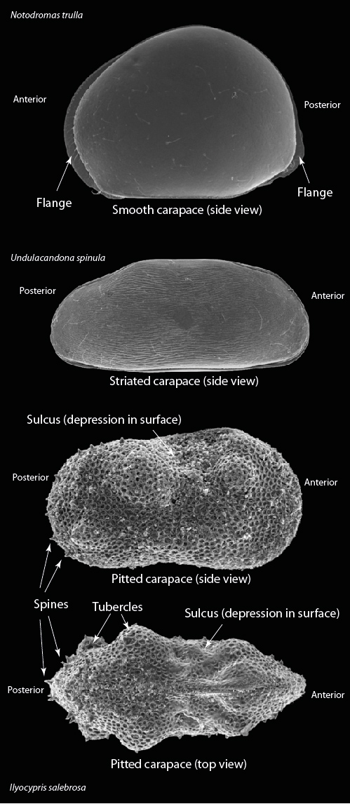 The ostracod carapace