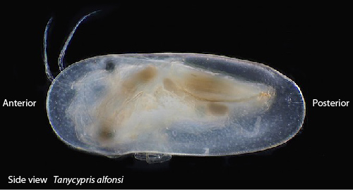 The ostracod carapace