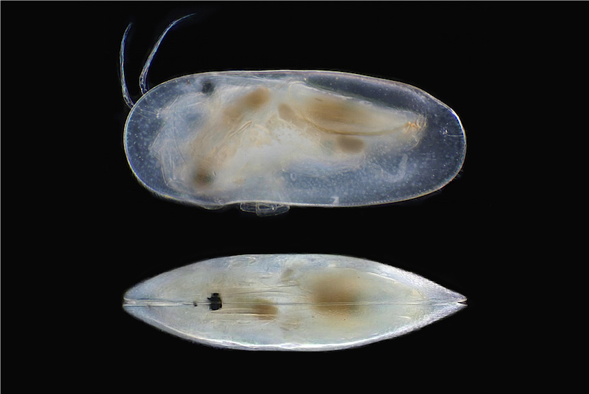 <i>Tanycypris alfonsi</i>, female,left side view (top) and dorsal view, length 1.3 mm. This species lives in Korea and Japan, but has also be found in a greenhouse in the botanical gardens of Munich, Germany, where it is considered to be an alien species.